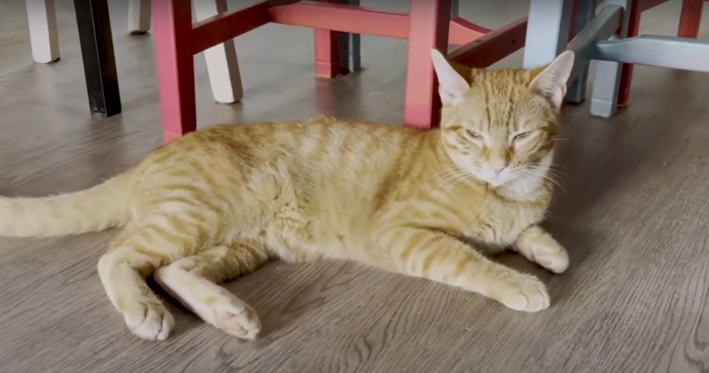 Peut-on adopter un chat présent dans un bar à chat ? Bar à chat adoption