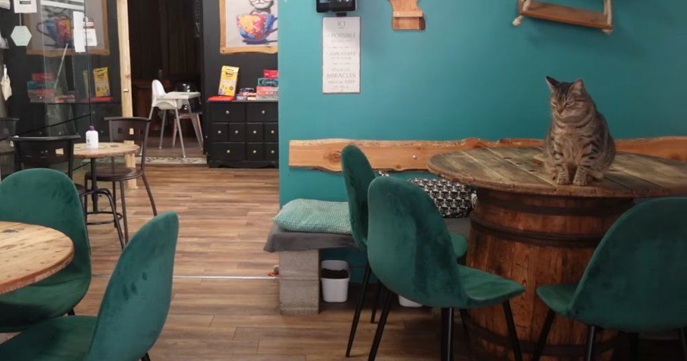 En quoi le concept de bar à chat est-il différent aux Etats-Unis et en Europe ? Bar à chat concept