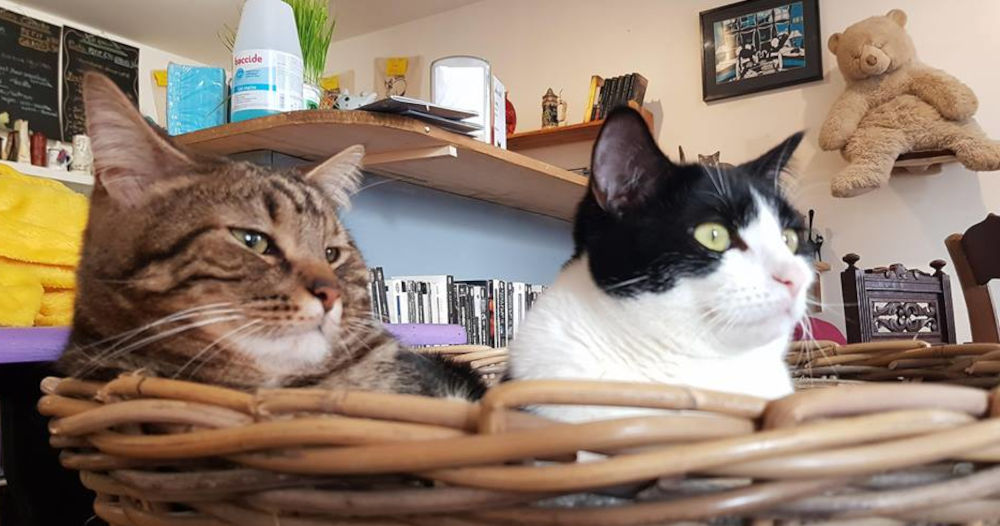 Quelles sont les 10 règles à suivre pour bien se comporter dans un bar à chats ? Bar à chat 10 règles à suivre